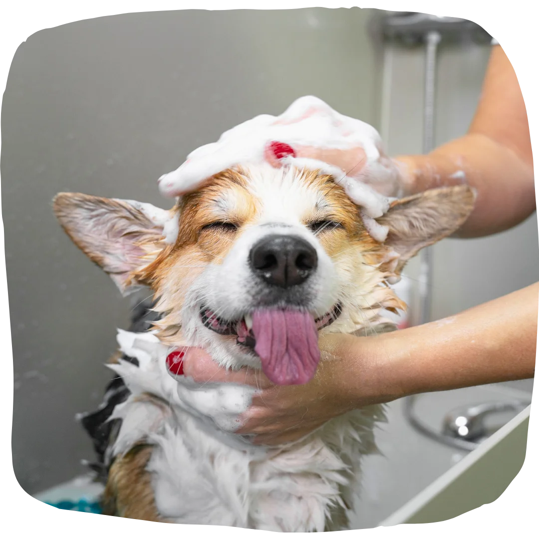 Dog with eyes closed and tongue out being bathed with soap and bubbles during grooming.