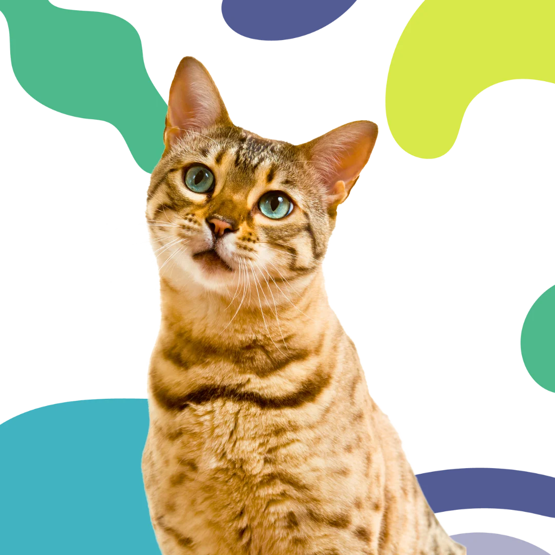 Bengal cat with turquoise eyes sitting in front of a colorful abstract background with red, green, beige, and teal shapes.