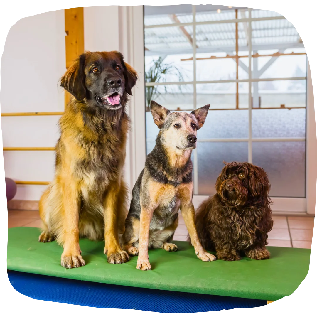 Three dogs of different breeds sitting together on a green mat inside a daycare facility.