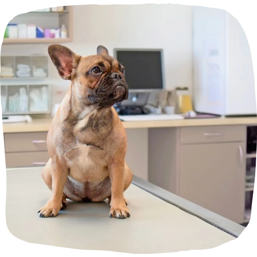 Brown French Bulldog sitting on an exam table in a veterinary clinic.