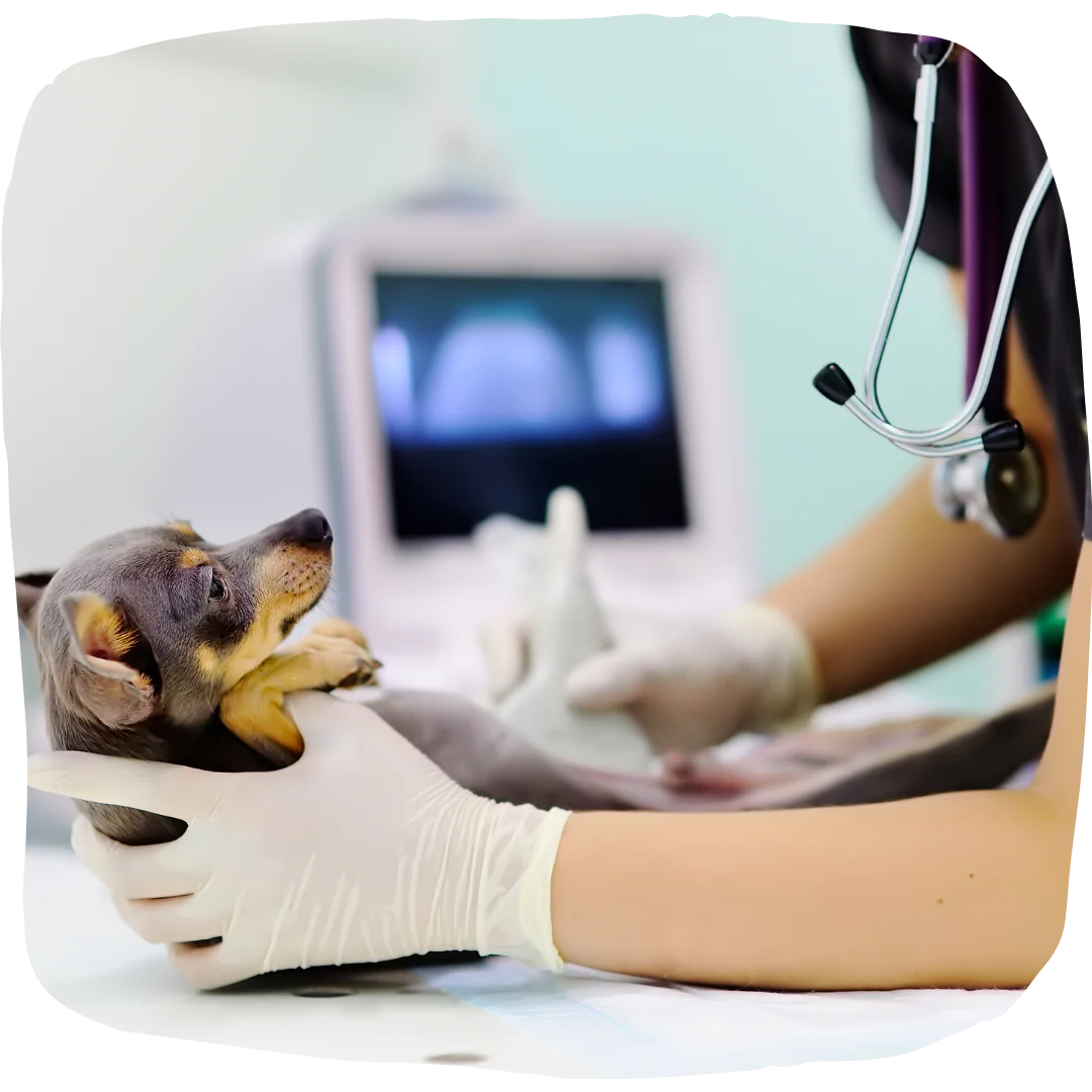 Small dog being held for an ultrasound exam by a vet using a diagnostic machine.