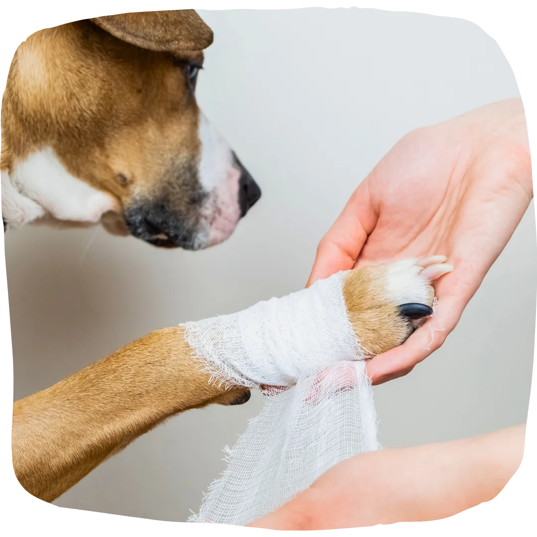 Dog receiving bandage treatment on its paw during an emergency veterinary visit.