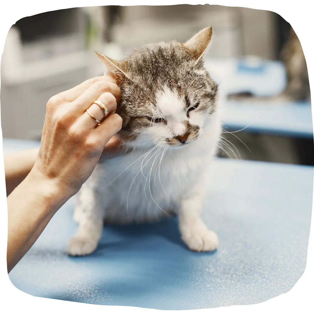 Cat sitting on a blue exam table being gently examined by a veterinarian.