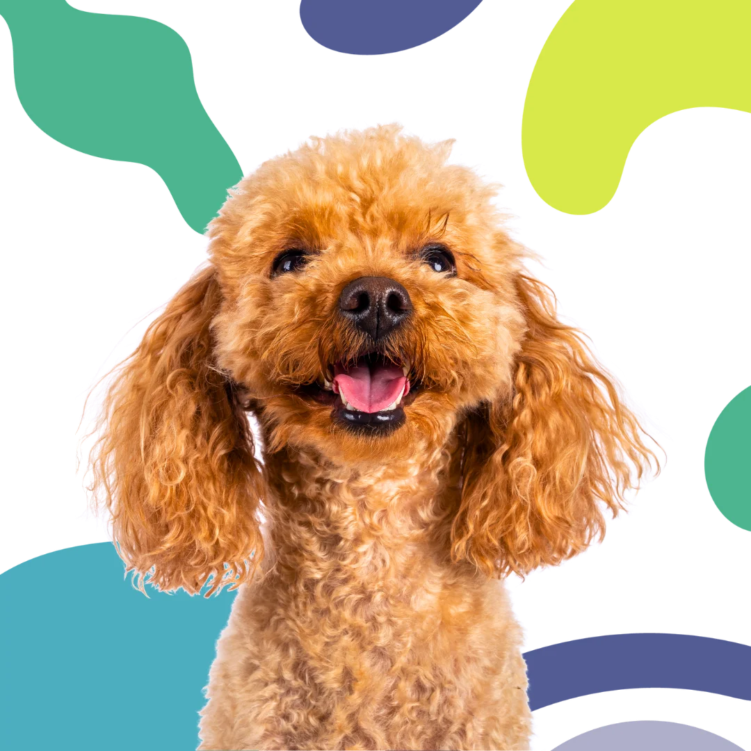 Smiling apricot poodle in front of a colorful abstract background with red, green, beige, and teal shapes.