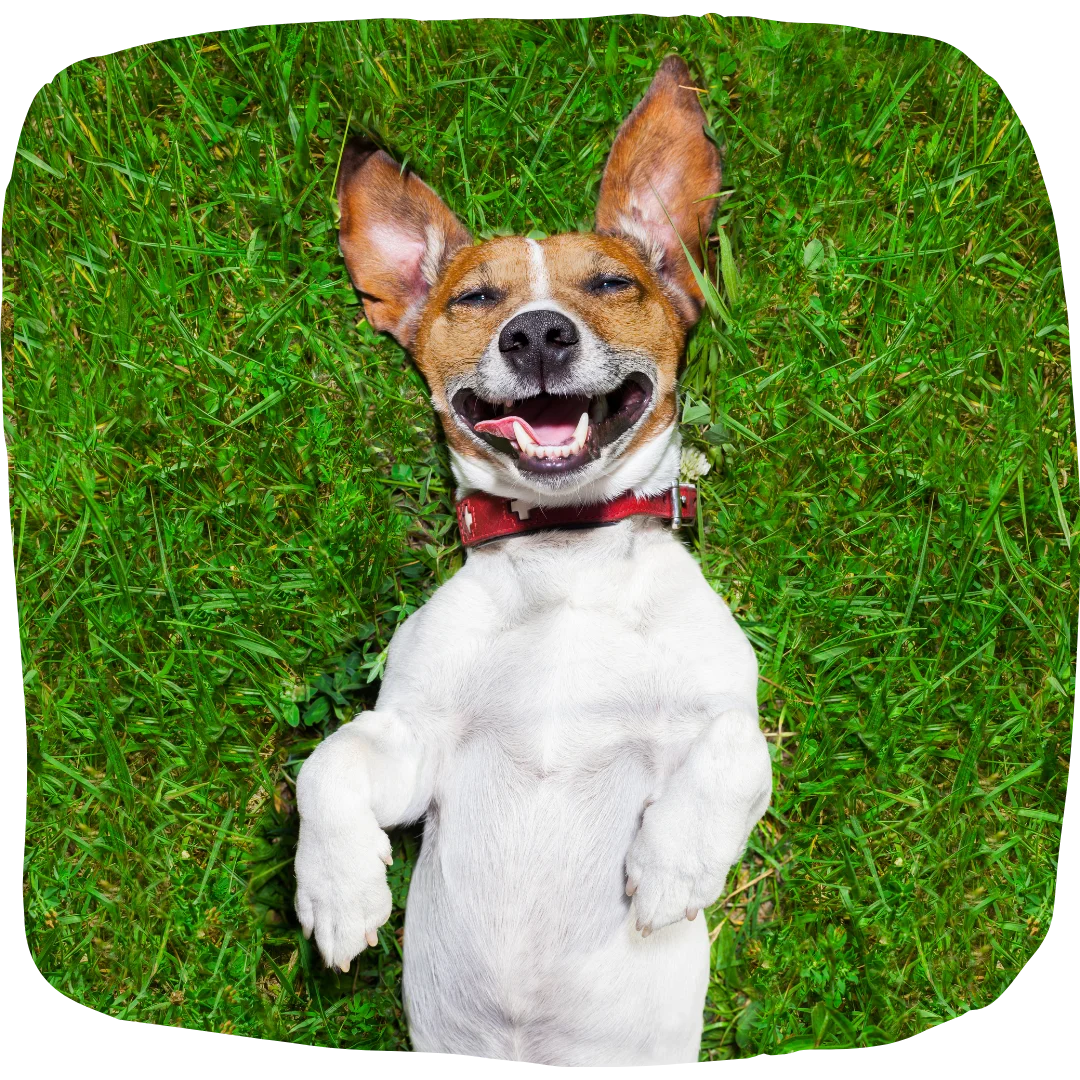 Smiling Jack Russell Terrier with a red collar lying on its back in green grass.