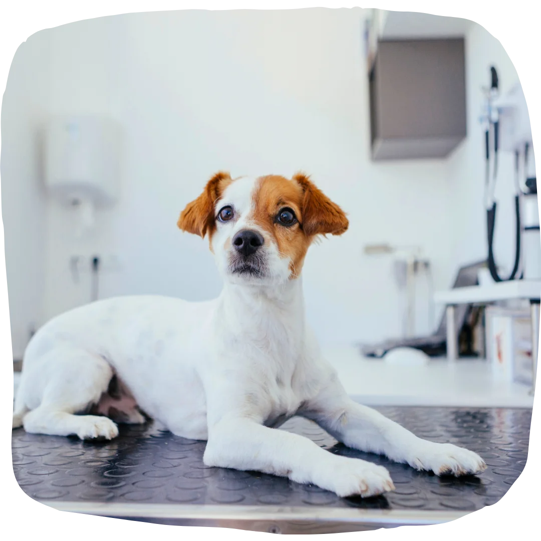 White and tan dog lying calmly on an exam table in a veterinary clinic.