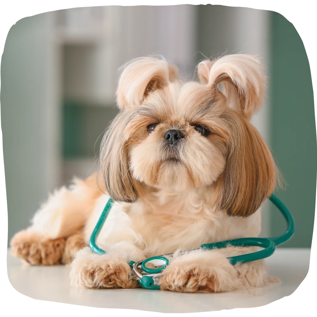 Fluffy dog with a stethoscope draped around its neck on a veterinary exam table.
