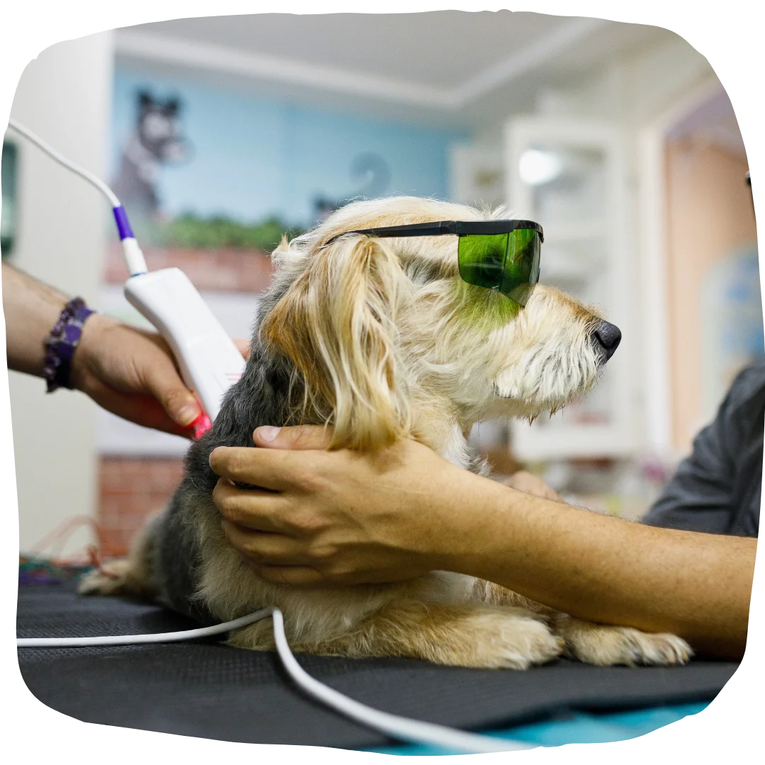 Dog wearing protective goggles receiving a laser therapy treatment at the vet.