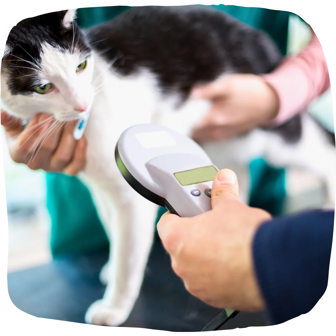 Cat being scanned for a microchip by a vet using a handheld reader.