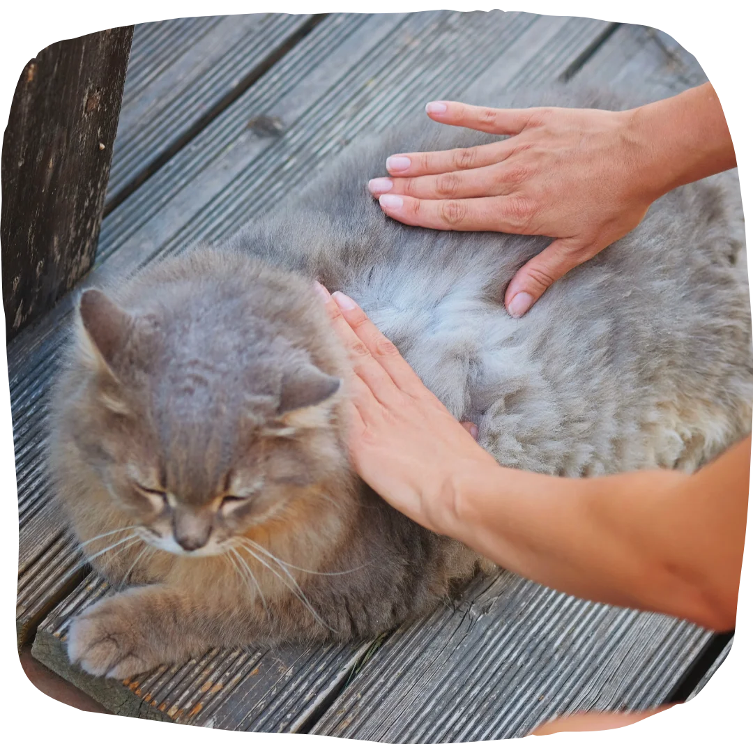 Hands gently examining a fluffy gray cat lying on a wooden deck.