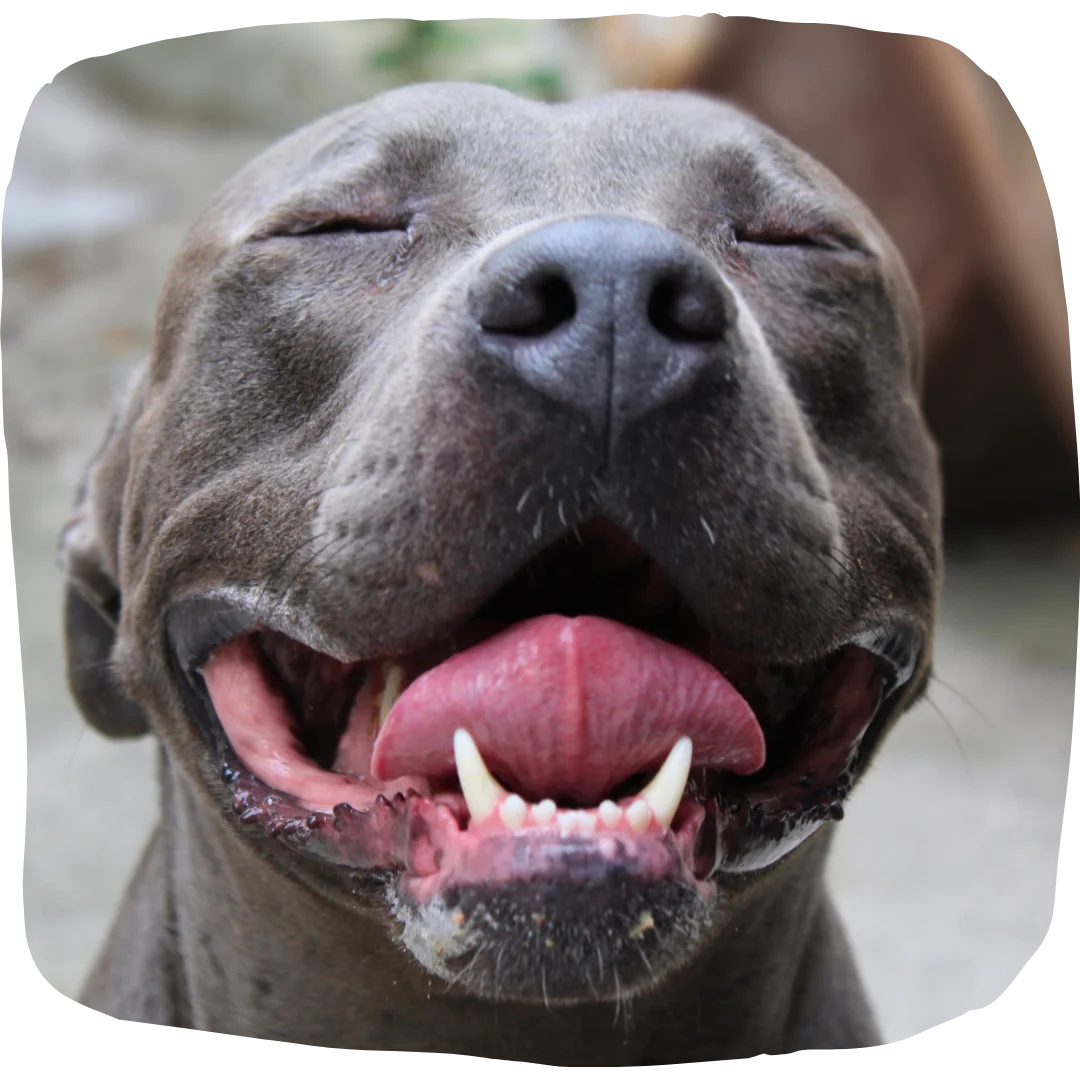 Close-up of a gray dog with eyes closed and tongue out, smiling with visible teeth.