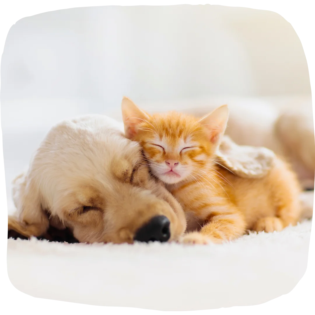 Orange kitten cuddled up sleeping beside a golden puppy on a white blanket.