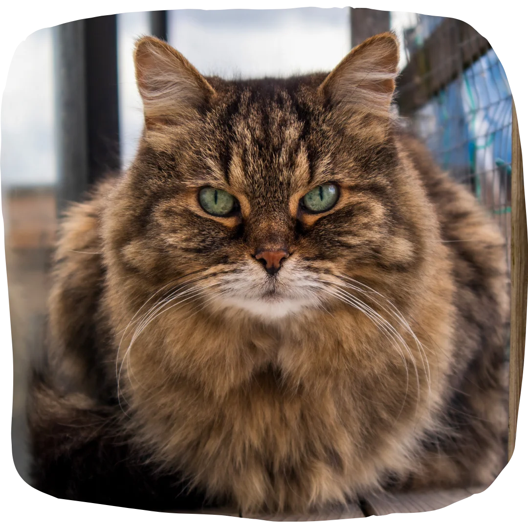 Fluffy senior tabby cat with green eyes sitting on a wooden surface outside.