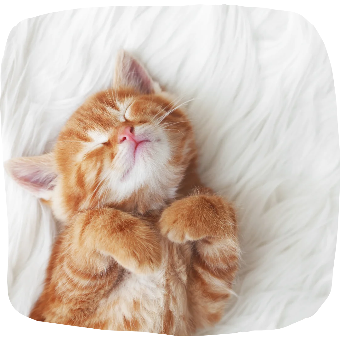 Orange tabby kitten sleeping on its back with paws curled on a fluffy white blanket.