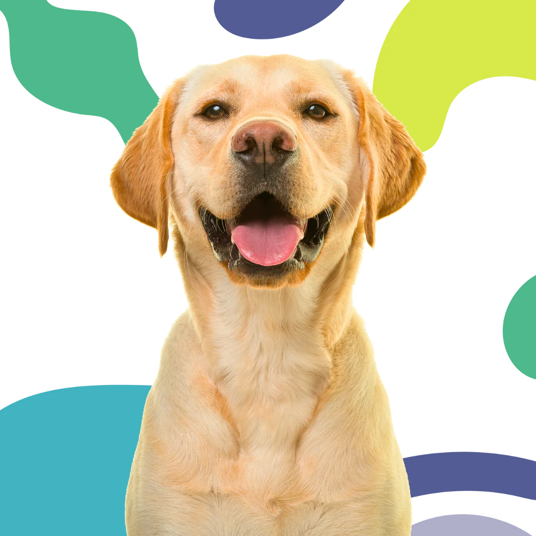 Happy yellow Labrador retriever in front of a colorful abstract background with soft red, green, beige, and teal shapes.