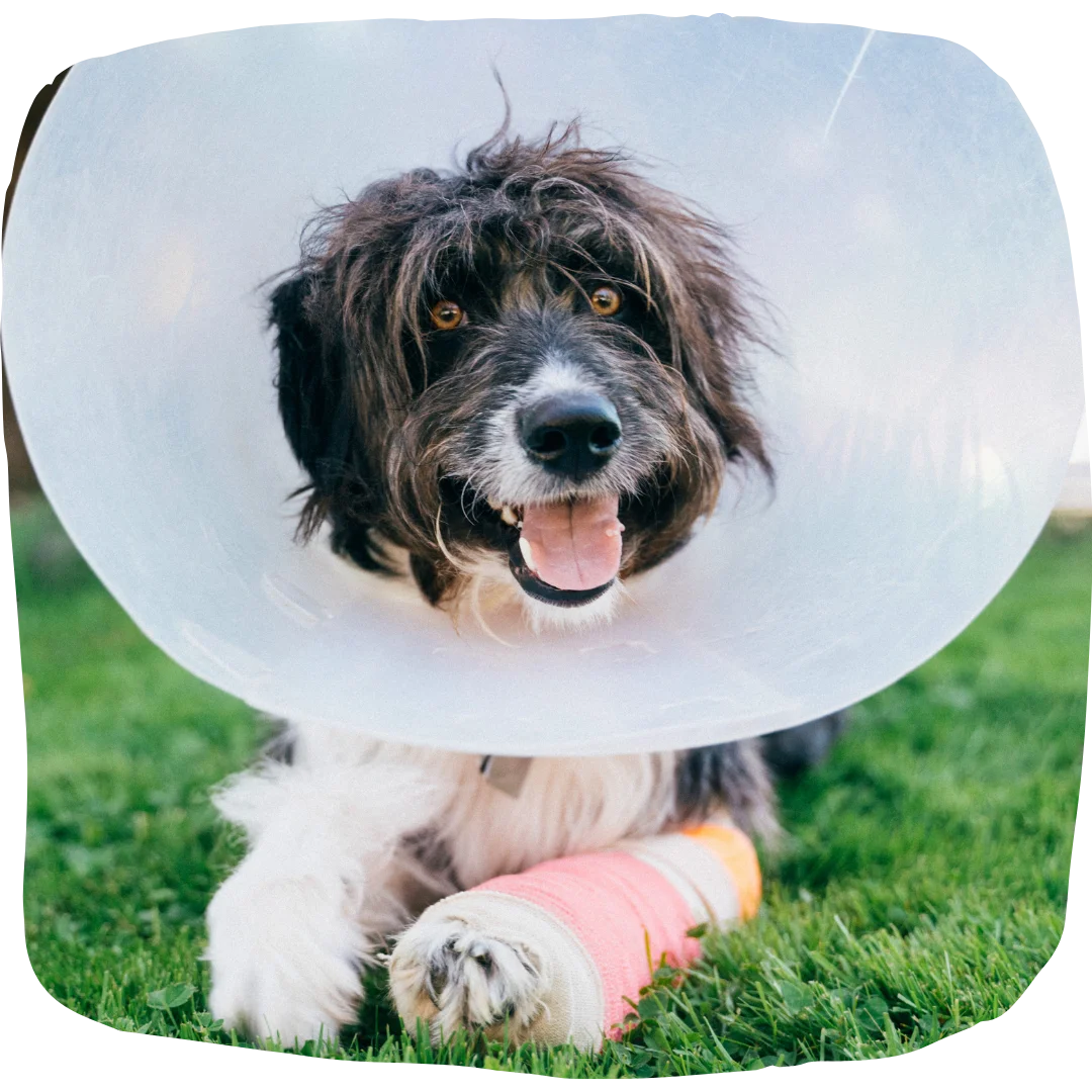Happy dog lying on grass wearing a cone with a pink bandaged leg.