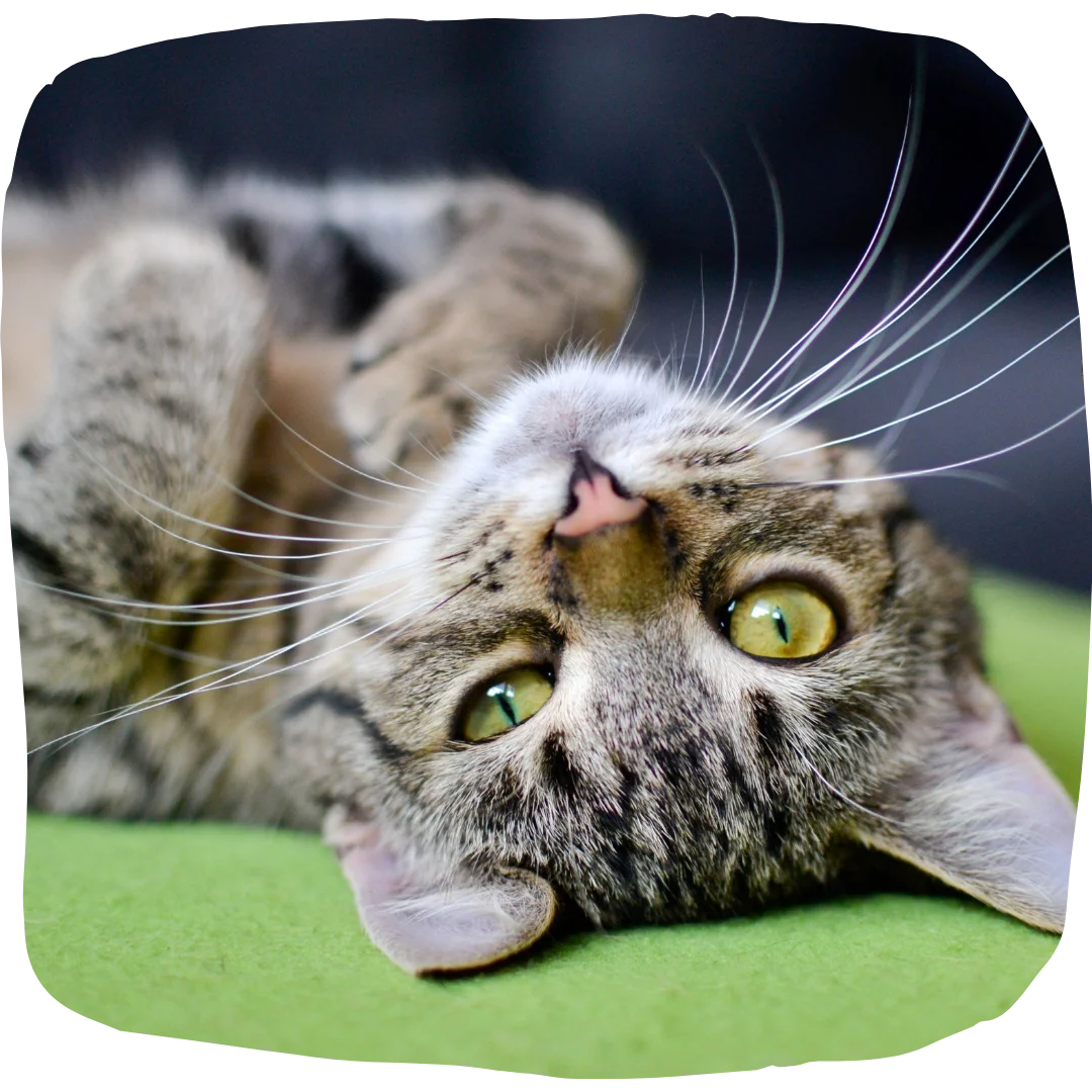 Close-up of a tabby cat with green eyes lying upside down on a green surface.