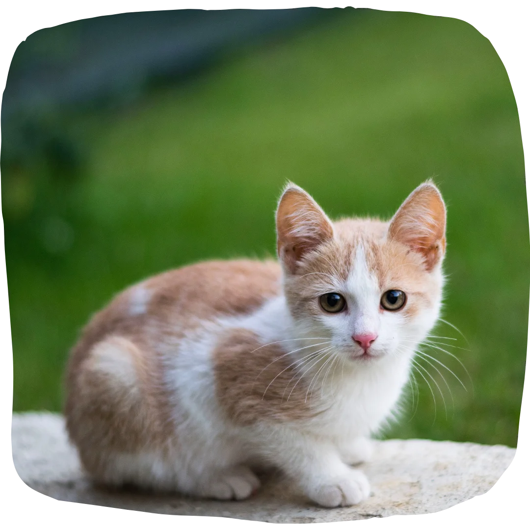 Orange and white kitten sitting outdoors on a stone ledge with a blurred green background.