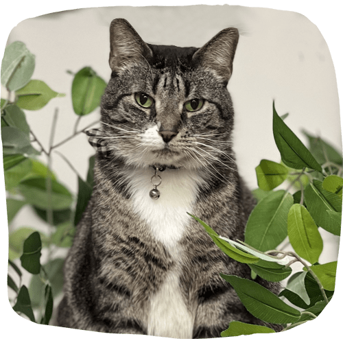 Cat facing to the camera