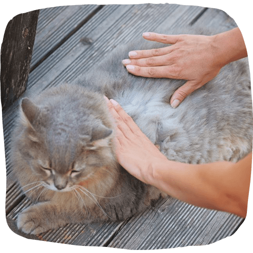 Cat parasite checking by the vet