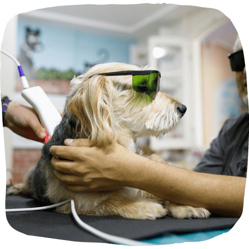 Relaxed and comfortable therapy for the dog