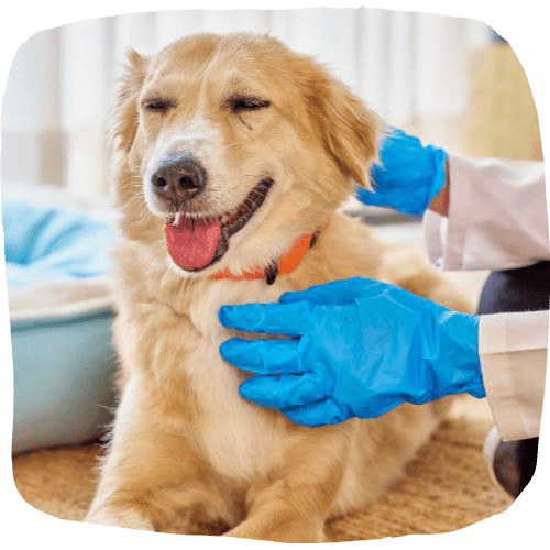 Dog getting wash by the vet