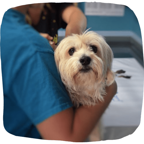 Dog getting emergency visit