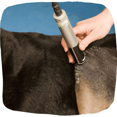 Dog getting thorough laster therapy