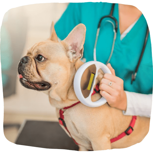 Dog-getting microchip in the clinic
