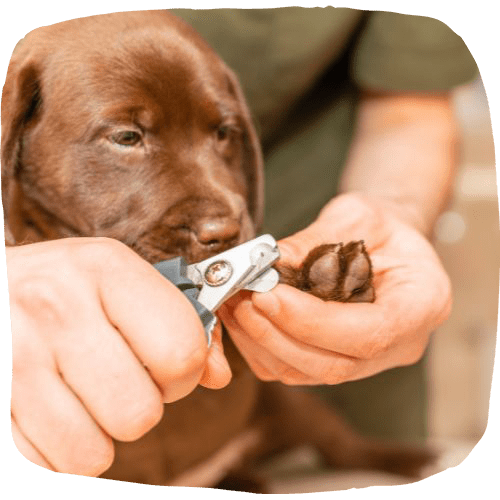 Dog nail cutting by the vet