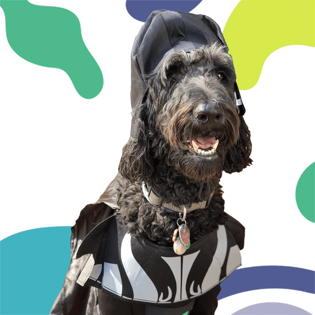 A happy black dog dressed in a black costume, with a cloak and helmet.