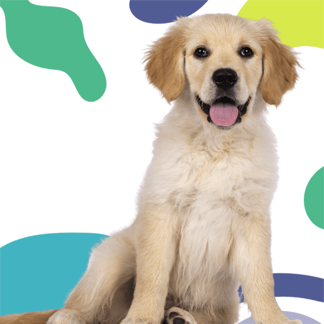 Cute golden retriever looking to the front