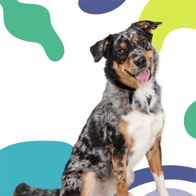 A happy, medium-sized dog with a speckled black and white coat sits against a background with colorful abstract shapes.