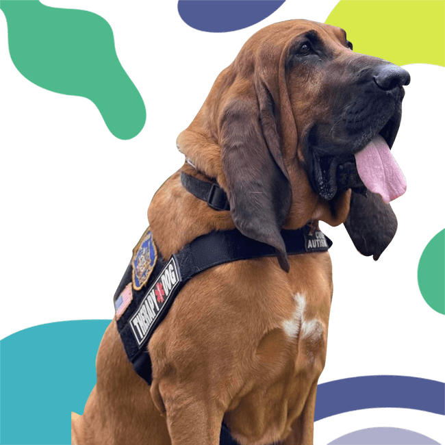 A brown Bloodhound wearing a "Therapy Dog" harness sits with a colorful abstract background.