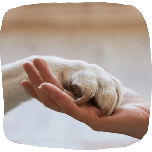 Paw and hand placed together