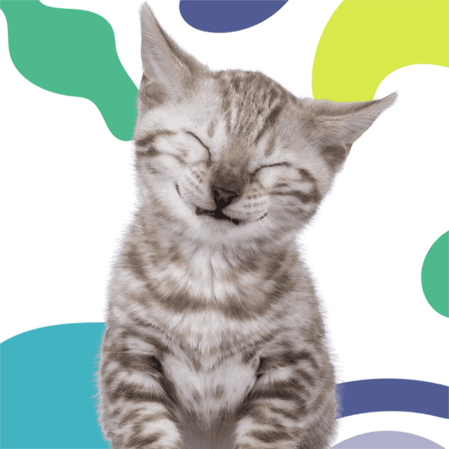 Cute kitten looking to the camera