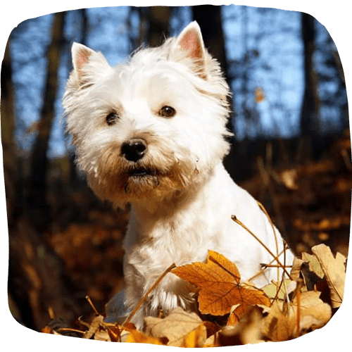 White Puppy in playing mood