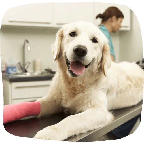 White dog lying on the operation bed