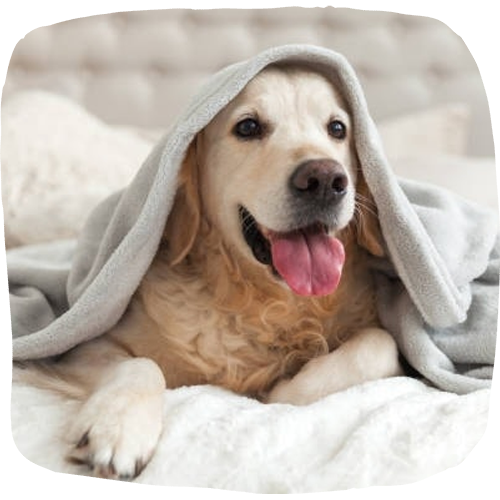 White-dog happily looking to the front