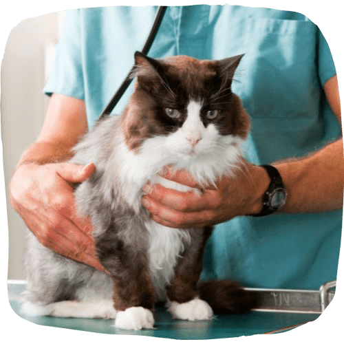 Cat in lab for testing