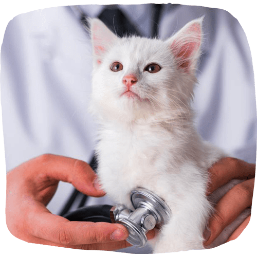 kitten getting cared by the vet