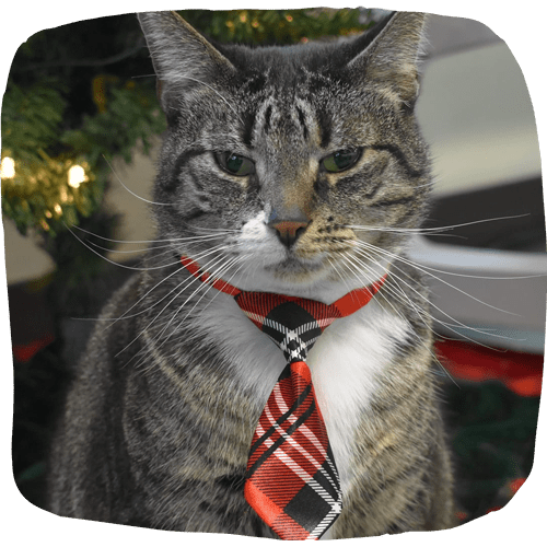 old cat with tie sitting