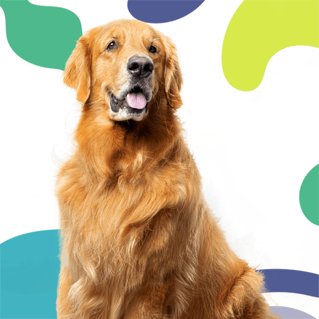 Golden retriever looking in front