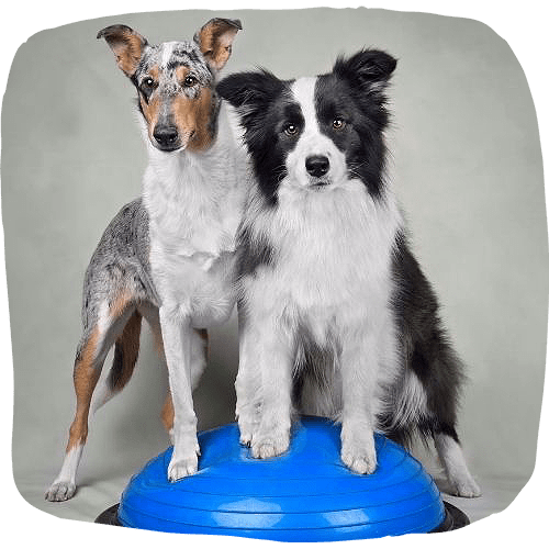 two dogs standing on top of a blue exercise ball