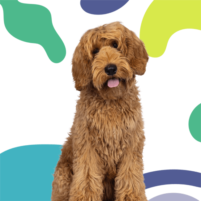 Shaggy-haired brown dog with its tongue out sits against a background with colorful abstract shapes.