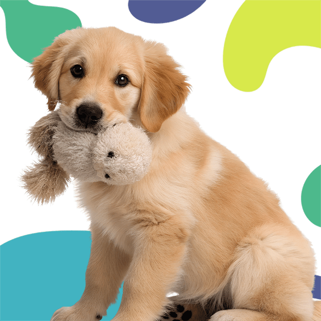 A golden retriever puppy with a stuffed animal in its mouth sits against colorful abstract shapes.