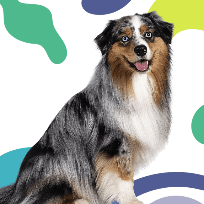 Tri-colored dog with blue eyes and fluffy fur sits against colorful abstract shapes.