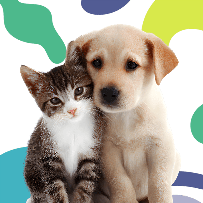 A fluffy kitten and a golden puppy cuddle closely against a bold black background with colorful abstract shapes.