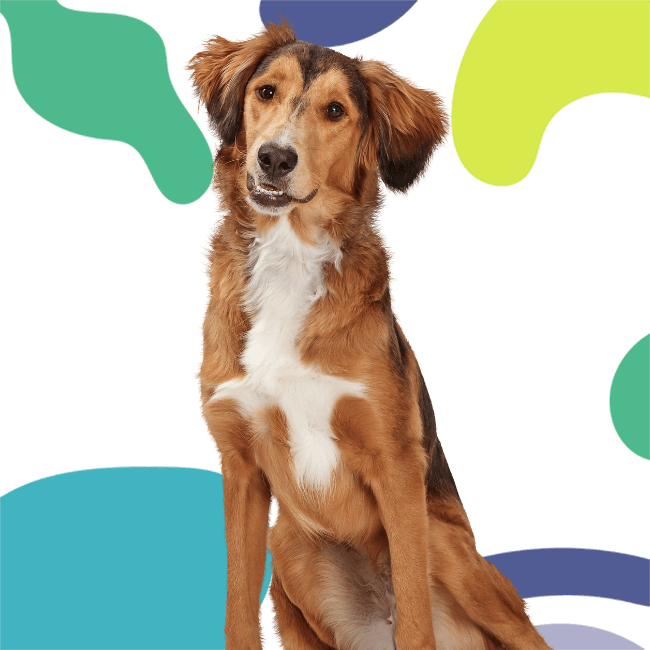 A brown and white dog sits against a bold background with colorful abstract shapes.