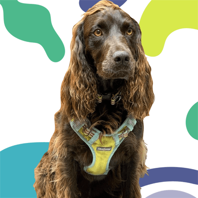 A brown, long-haired dog with soulful eyes, wearing a green and yellow harness, sits against a colorful abstract background.